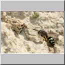 E-Odynerus spinipes w25 beim Nestanflug.jpg